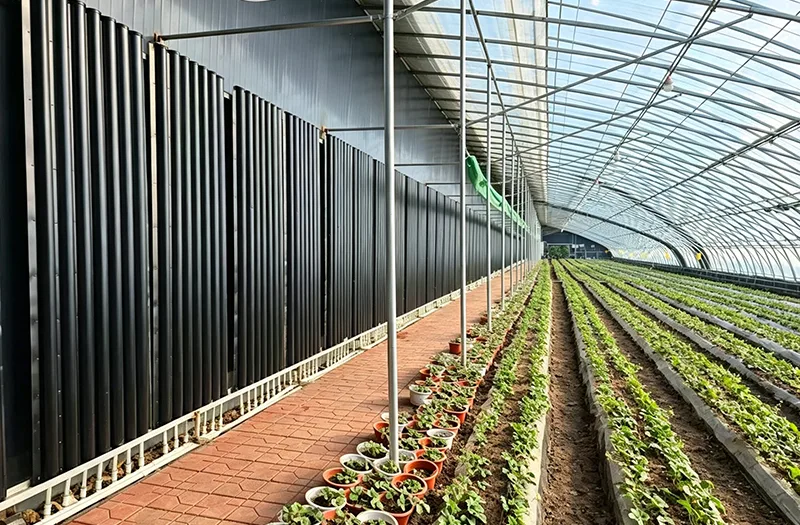 Come possono gli agricoltori scegliere le giuste serre solari per una produzione agricola efficiente tutto l'anno?