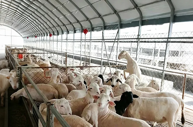 Cosa dovrebbe essere considerato quando si scelgono le serre per bestiame per i progetti agricoli?