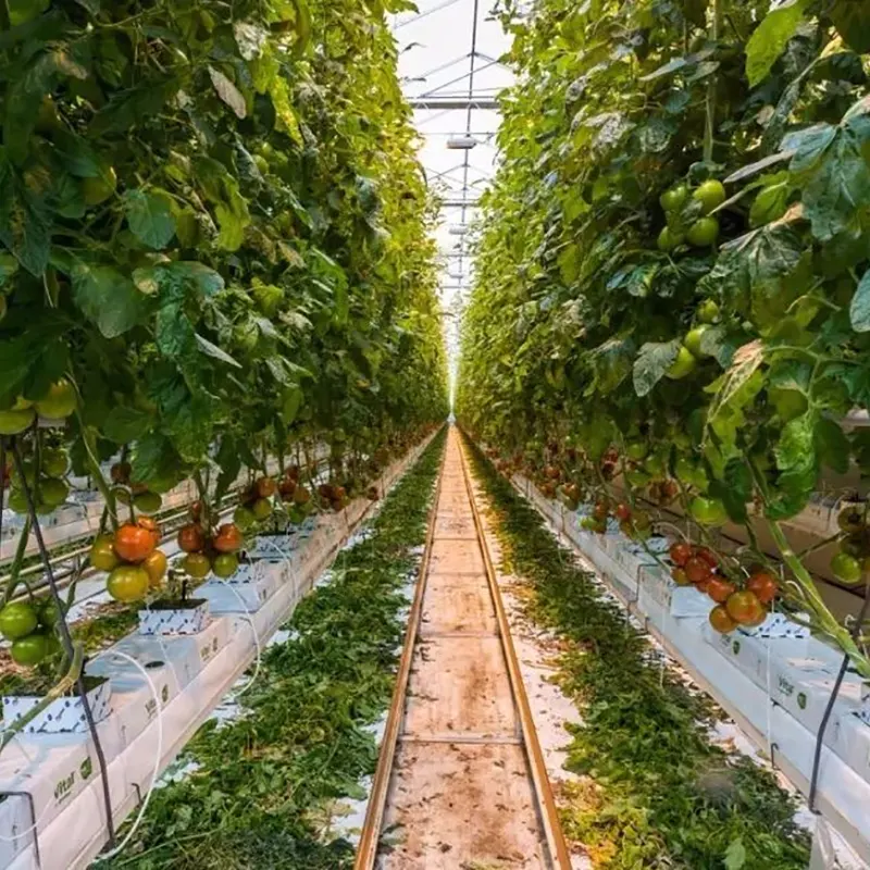 Serra a più campate per la frutticoltura