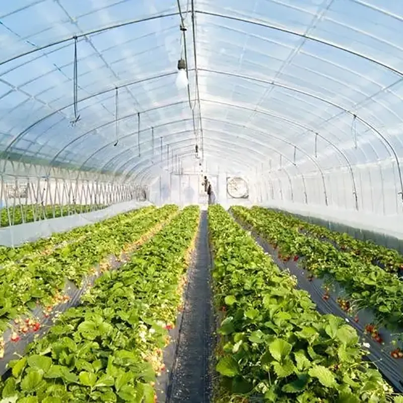 Double-Steel Frame Round Arch Solar Greenhouse