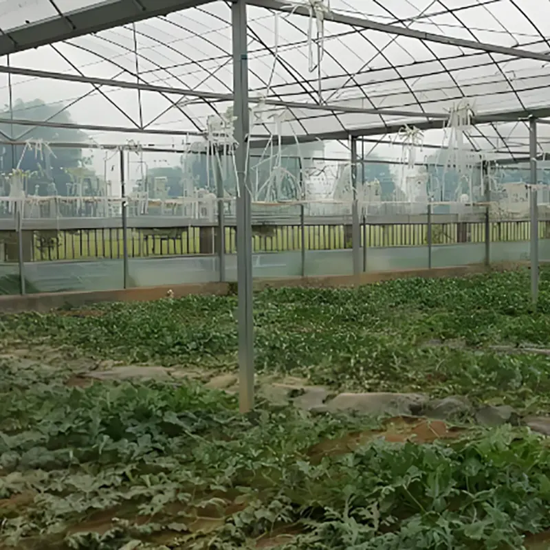 Single-Span Watermelon Greenhouse